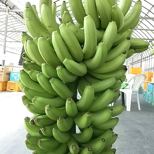 バナナの苗販売｜知多ばなな｜知多半島で育った国産バナナ