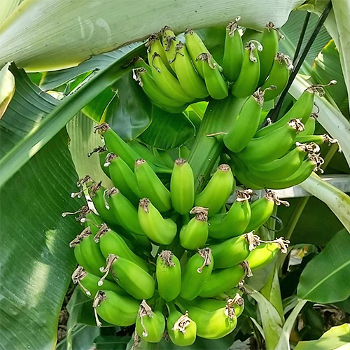 バナナの苗販売｜知多ばなな｜知多半島で育った国産バナナ