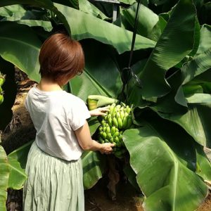 スーパードワーフキャベンディッシュ苗