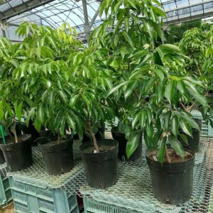 チャカパット ライチ苗