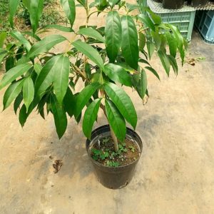 ライチ苗（品種表示なし、指定不可）