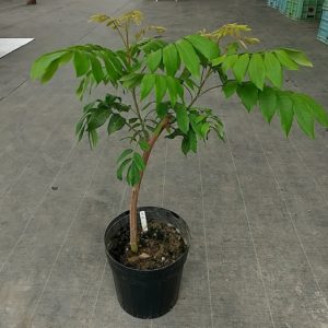 リュウガン苗（品種：福龍眼）