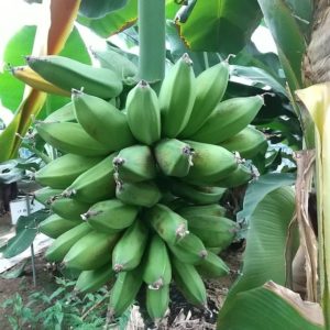 カリフォルニアゴールド バナナ苗