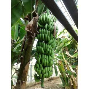 ドワーフキャベンディッシュ苗