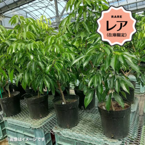 【レア①】フォンフェイライチ苗