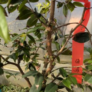 ジャボチカバ苗　開花確認株