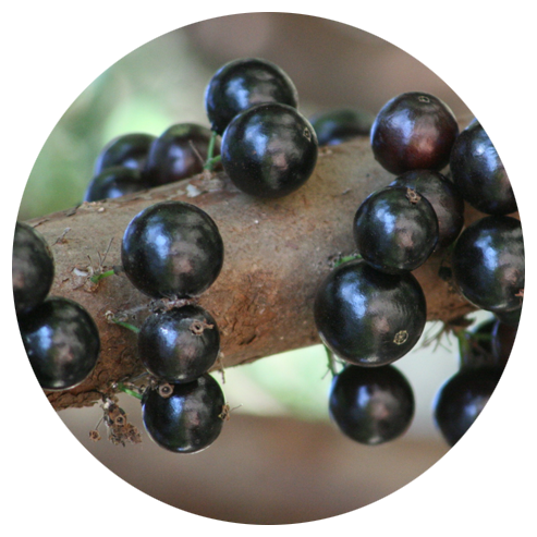 ジャボチカバ苗