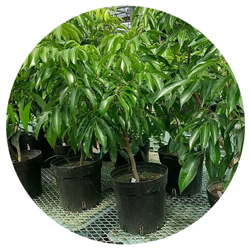 在庫限定特価商品