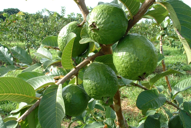 グアバ（バンジロウ）