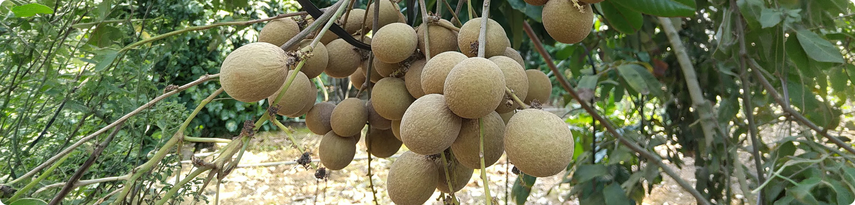 リュウガン（ロンガン）